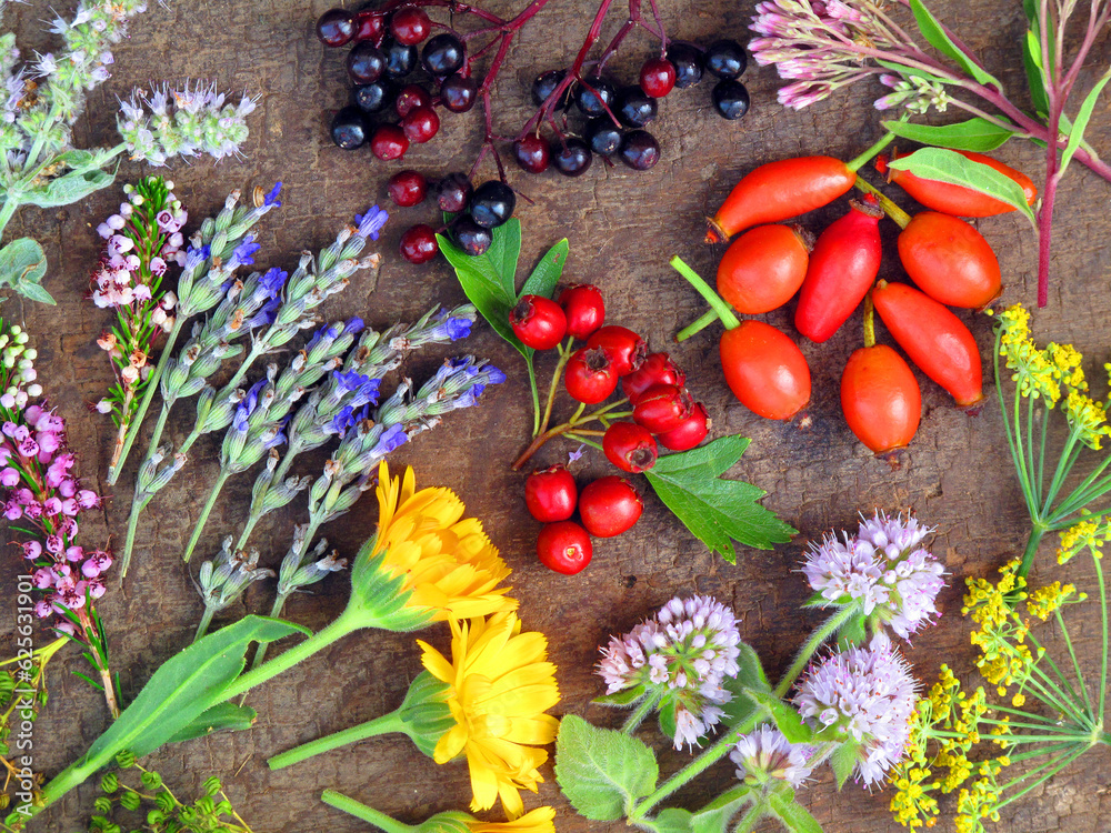 Composition on a wood of various flowers and wild fruits with medicinal and gastronomic uses
