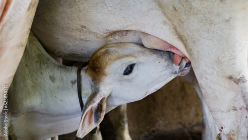 A baby calf of white color sucking milk from the nipple of  lactating cow inside a farm. Breastfeeding activity is the purest bond between mother and child.  © suparna