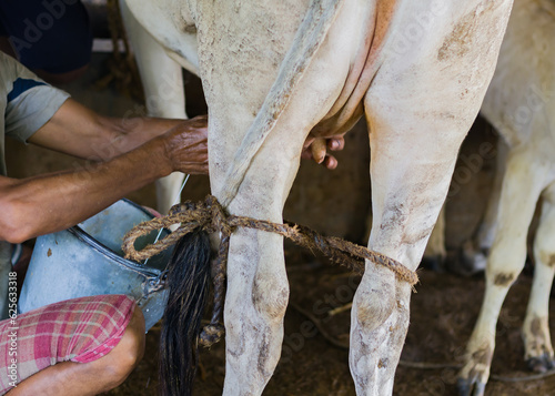 A person is milking a cow by hand in dairy farm in india. The milk is being poured inside a steel bucket. Traditional method of collecting milk.