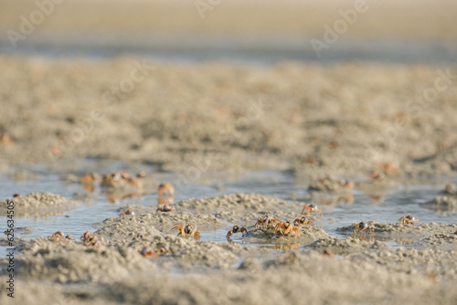 beach in the sand with small crabs 