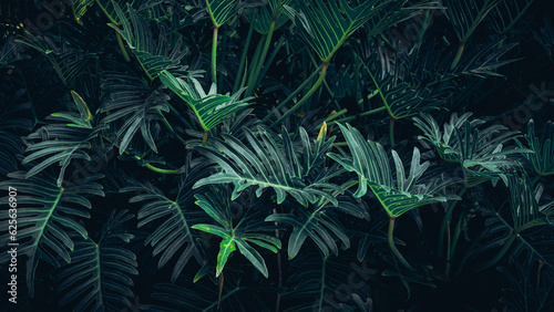 Fototapeta Naklejka Na Ścianę i Meble -  Close up group of background tropical green leaves texture and abstract background. Tropical leaf nature concept.