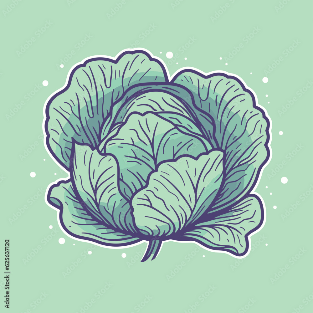 Obraz premium Vector of a vibrant cabbage drawing against a green backdrop