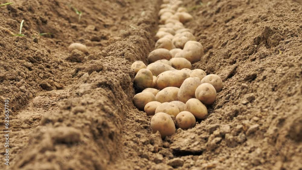 beautiful potato tubers in furrow on field. Potato harvesting. Planting potatoes