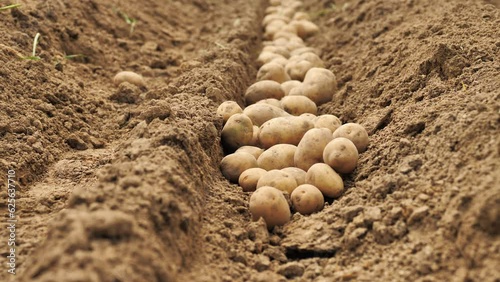 beautiful potato tubers in furrow on field. Potato harvesting. Planting potatoes