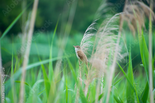 Great reed warbler © bykot