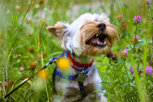 Funny Yorkshire terrier dog with open mouth chewing on grass in a summer meadow. © vita