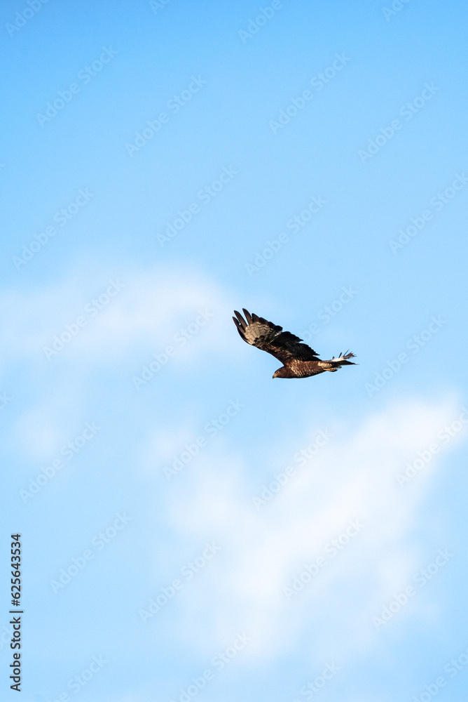 The common buzzard (Buteo buteo) on flight - flying bird on prey The common buzzard (Buteo buteo) on flight - flying bird on prey