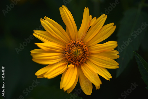 Yellow flowers on a green background. Asteraceae. Rudbeckia. Heliopsis.