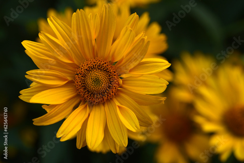 Yellow flowers on a green background. Asteraceae. Rudbeckia. Heliopsis.