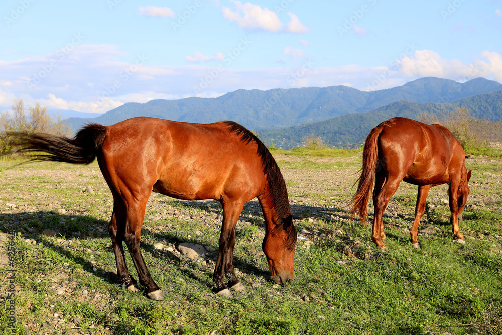 2 brown horses graze on mountain meadows. Two horses in the pasture. summertime season. Brown horses. Batumi, Georgia. 2 brown horses graze on mountain meadows. Two horses in the pasture. summertime season. Brown horses. Batumi, Georgia.