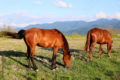 2 brown horses graze on mountain meadows. Two horses in the pasture. summertime season. Brown horses. Batumi  Georgia.