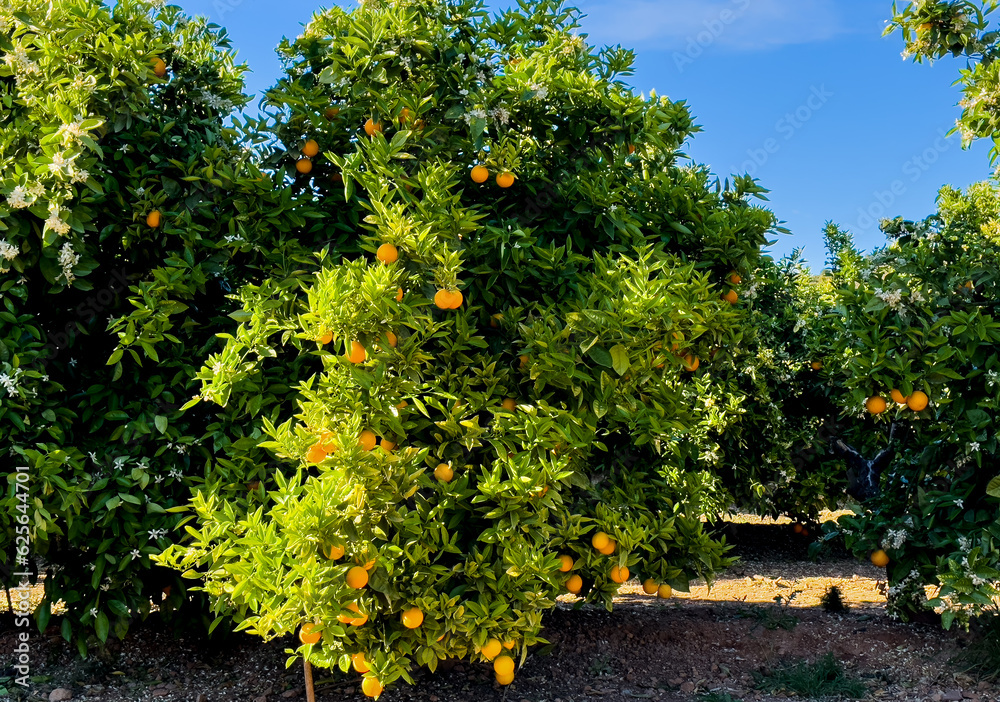 Orange tree in farm field. Orange mandarin on tree. Vibrant orange citrus fruits in garden. Mandarin trees at farm plantation cultivated in Mediterranean. Harvest season in Spain. Tangerine plantation