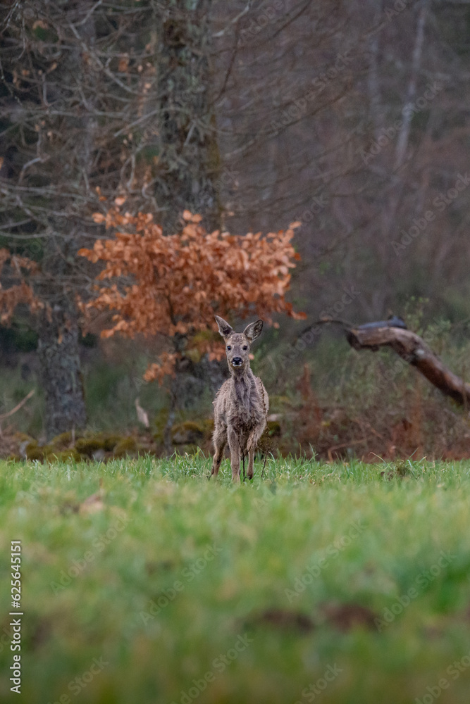 Jeune chevreuil dans la foret Jeune chevreuil dans la foret