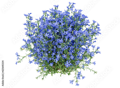 lobelia flower bushes isolated photo