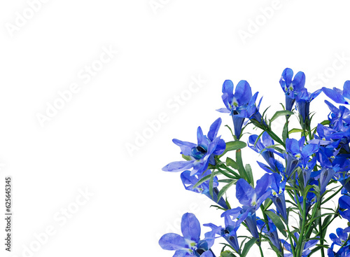 lobelia flower bushes isolated