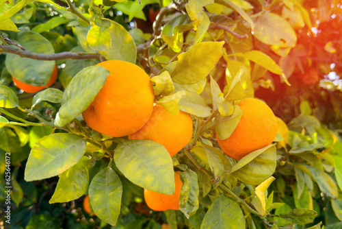 Orange Groves and mandarin tree. Orange fruit farm field. Sweet Orange citrus fruits in garden. Mandarin trees at plantation cultivated. Harvest season in Spain Grove. Citrus Tangerine plant..