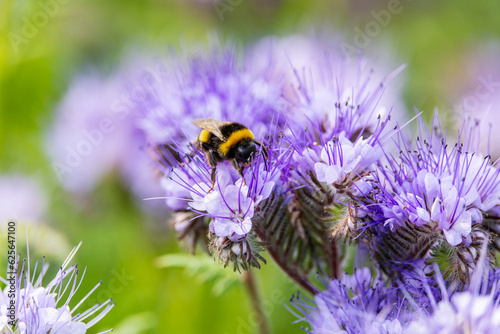 Bumblebee collects pollen nectar from 