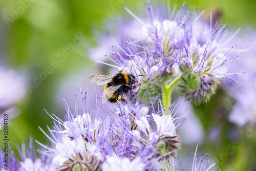 Bumblebee collects pollen nectar from 