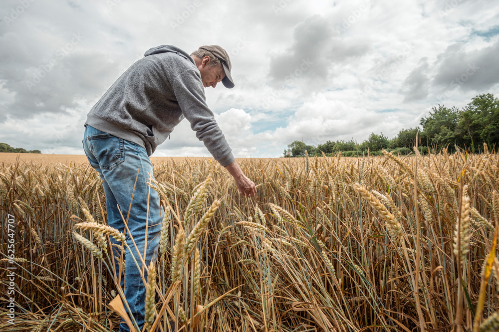 Farmer checking his crop of wheat Farmer checking his crop of wheat