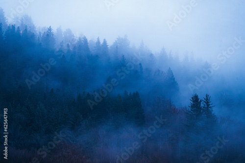 fog in the mountains