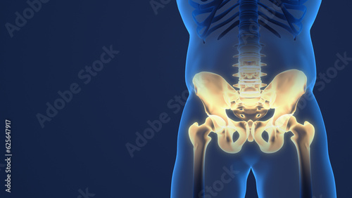 Bild auf Leinwand Painful pelvis and cervical medical background.