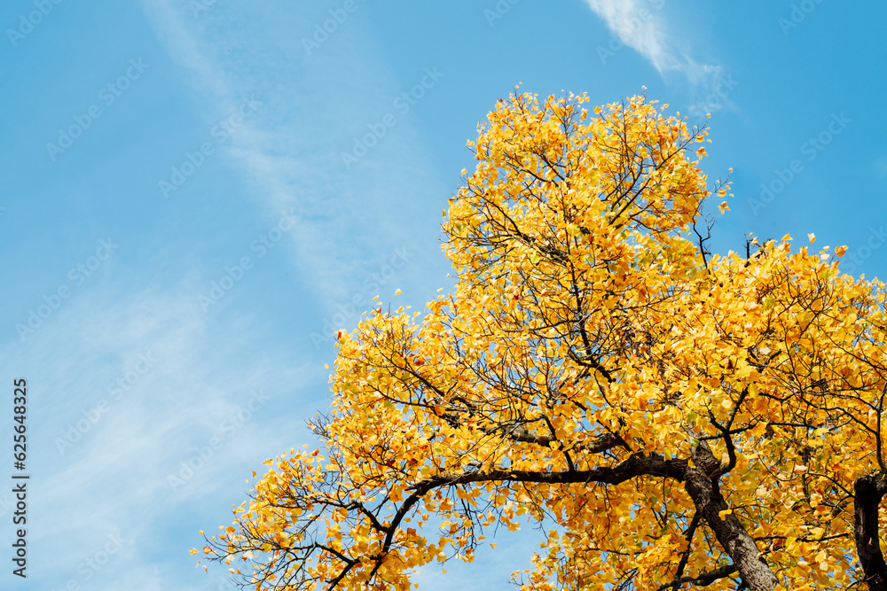 The texture of yellow autumn leaves against the blue sky on a sunny day. Fall concept. Bottom view. Copy space The texture of yellow autumn leaves against the blue sky on a sunny day. Fall concept. Bottom view. Copy space