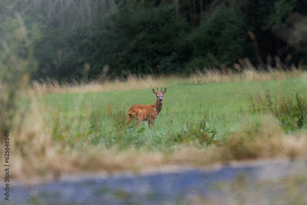 Deer on a green field with a forest in the background in Germany, Europe
Deer on a green field with a forest in the background in Germany, Europe