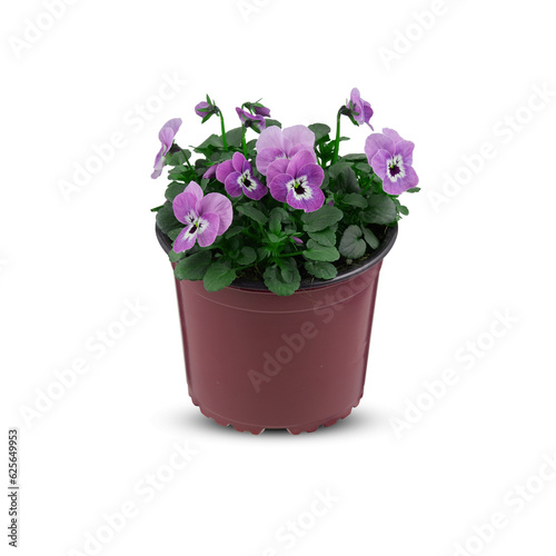 Pansies Viola Bouquet Flower Indoor plants in pots cut out isolated transparent background © Little Studio1