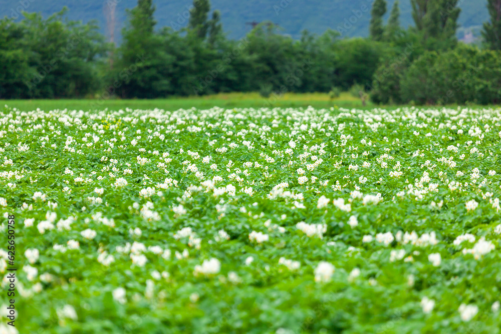 Potato flowers blooming in field, Potato plantation Potato flowers blooming in field, Potato plantation