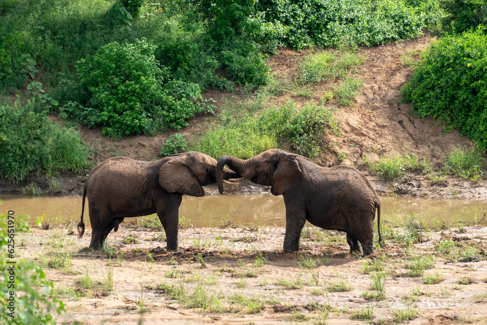 Éléphant d'Afrique, Loxodonta africana, Parc national Kruger, Afrique du Sud Éléphant d'Afrique, Loxodonta africana, Parc national Kruger, Afrique du Sud