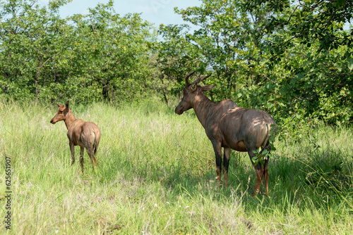 Damalisque  femelle et jeune  Damaliscus lunatus  Parc national Kruger  Afrique du Sud