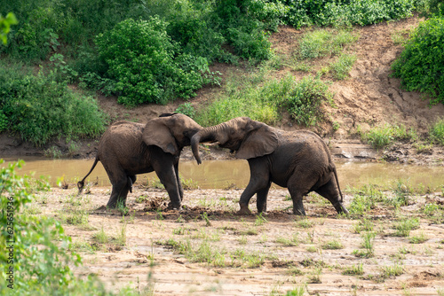 Éléphant d'Afrique, Loxodonta africana, Parc national Kruger, Afrique du Sud