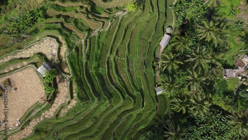 Rice fields droneview, Bali, Indonesia