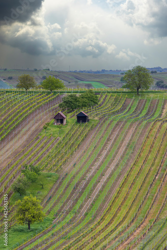 Spring vineyard near Cejkovice, Southern Moravia, Czech Republic © Richard Semik