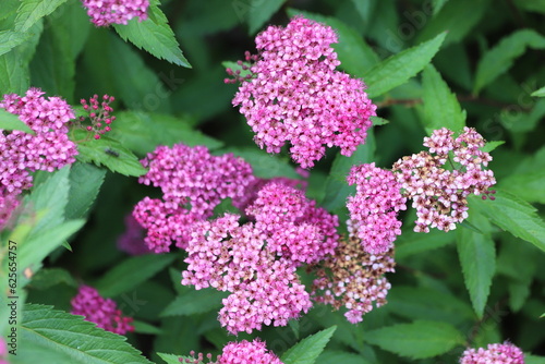 Spiraea japonica. Japanese spirea or meadowsweet in the garden. photo