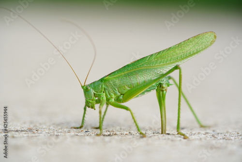 Large Great Green Bush Cricket (Tettigonia viridissima) laying eggs in the concrete expansion joint of a cycle path. Near the village Wedemark Negenborn, Lower Saxony, Germany in July.