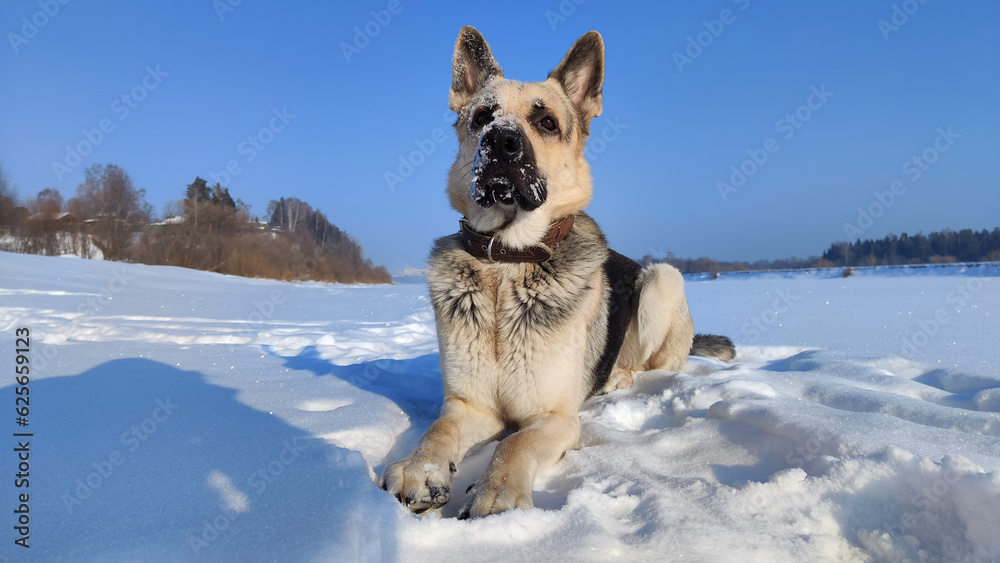 Naklejka premium Dog German Shepherd on a big field in a winter day and white snow arround. Waiting eastern European dog veo