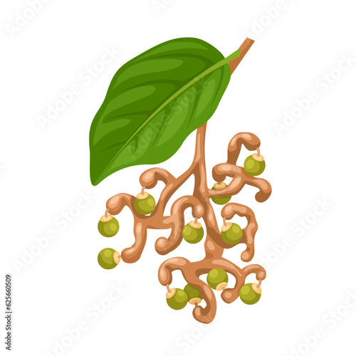 Vector illustration, Hovenia dulcis, Japanese raisin tree or oriental raisin tree, isolated on white background.