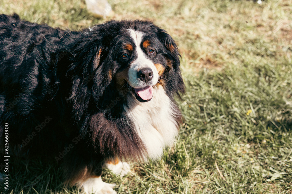 A happy Bernese mountain dog looking in a camera during a sunny day