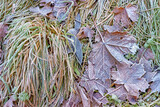 Fallen autumn leaves and withered grass covered with frost. Early frosts in park