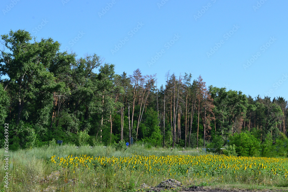 blue morning sky and field with sunflowers near the forest