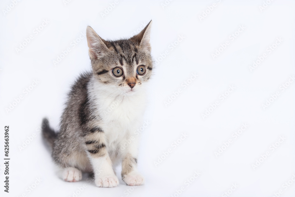 Close up portrait of a cute Kitten.  Tiny Kitten on a white background. Baby cat looks at the camera. Animal background. Baby Kitten posing at camera. Pet care concept. Copy space. World pet day