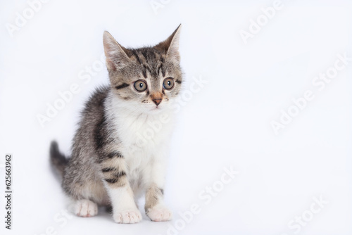 Close up portrait of a cute Kitten. Tiny Kitten on a white background. Baby cat looks at the camera. Animal background. Baby Kitten posing at camera. Pet care concept. Copy space. World pet day