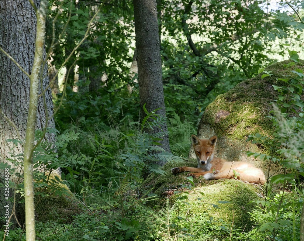 A young red fox in a coniferous forest on a sunny summer day. A predatory animal basks in the sunlight in a forest clearing.
