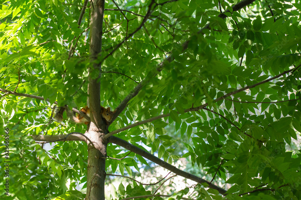 Fototapeta premium asquirrel on a tree trunk