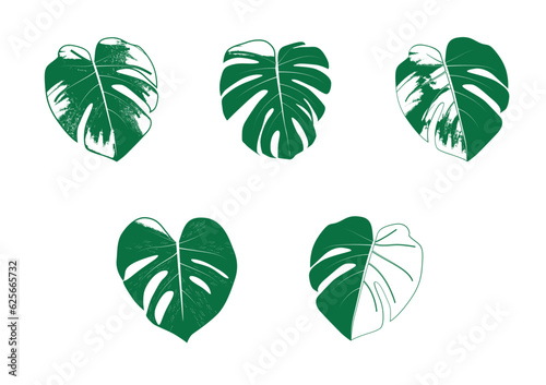 Variegated Monstera Deliciosa Leaf Vector Illustration .EPS .AI