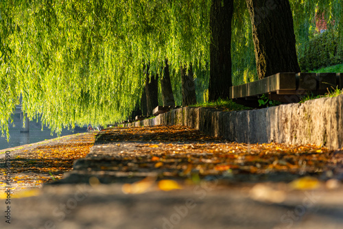 Summer morning at the bank of Ljubljanica river where Willow trees bend towards the path.