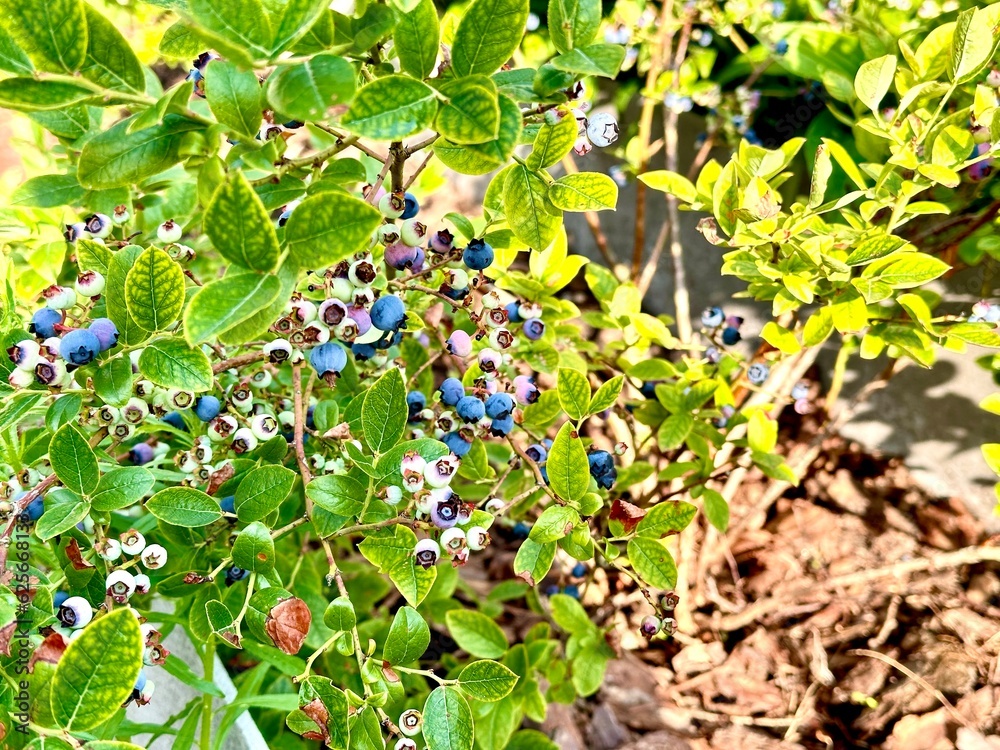 Blueberry bush in the garden.