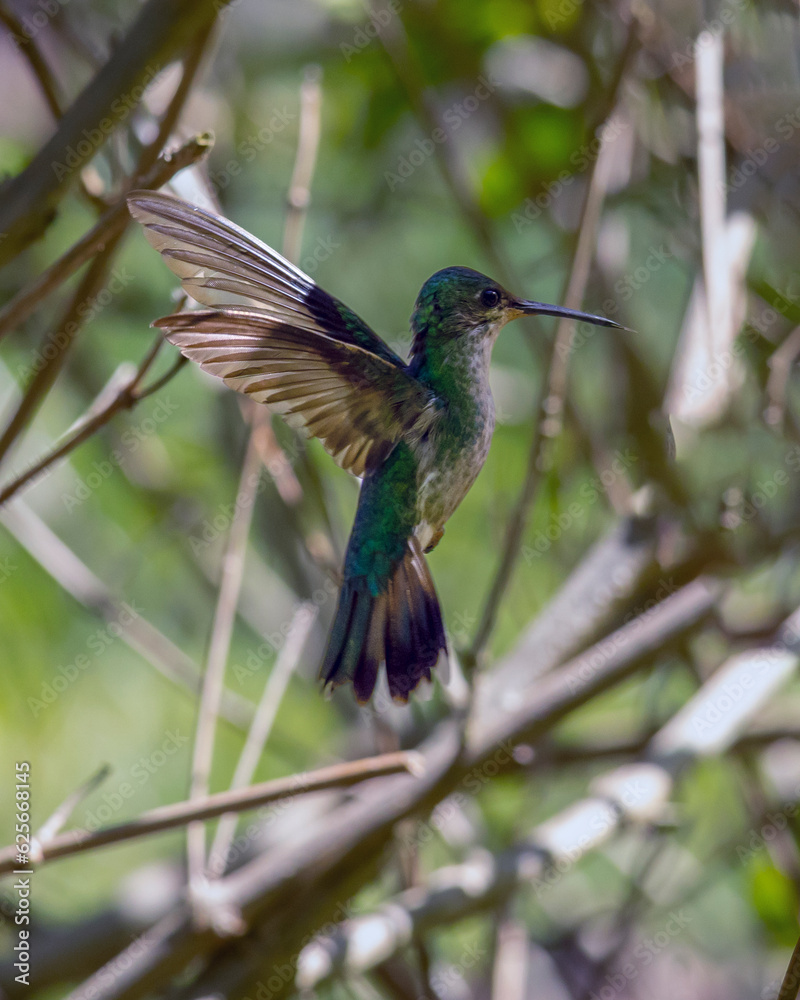 Fototapeta premium The flight of Fork-tailed Woodnymph also know as beija-flor-tesoura-verde. Species Thalurania furcata. Birdwatching. Birding. Hummingbird.