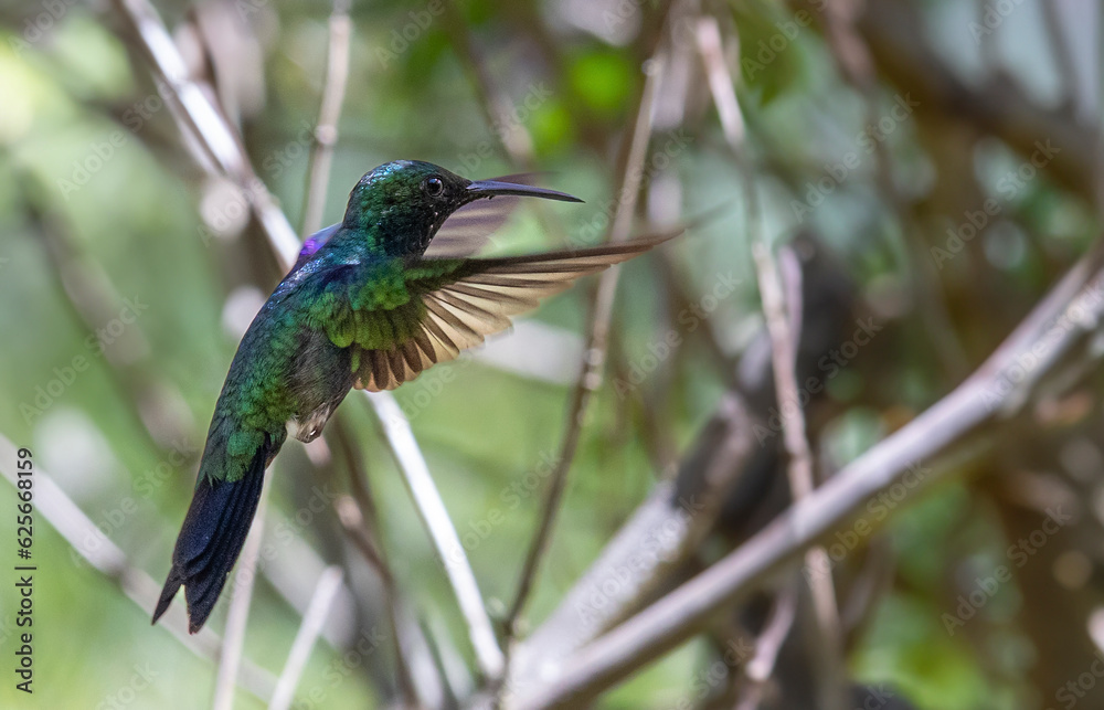 The flight of Fork-tailed Woodnymph also know as beija-flor-tesoura-verde. Species Thalurania furcata. Birdwatching. Birding. Hummingbird. The flight of Fork-tailed Woodnymph also know as beija-flor-tesoura-verde. Species Thalurania furcata. Birdwatching. Birding. Hummingbird.